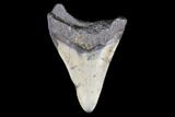 Juvenile Megalodon Tooth - North Carolina #147755-1